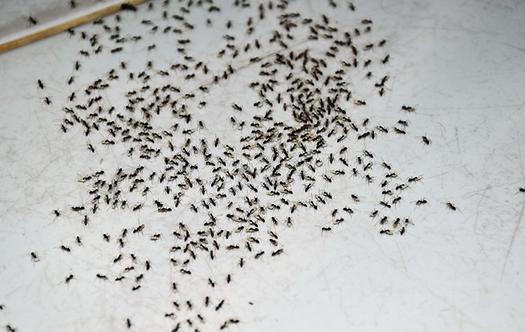Ant Control Utah