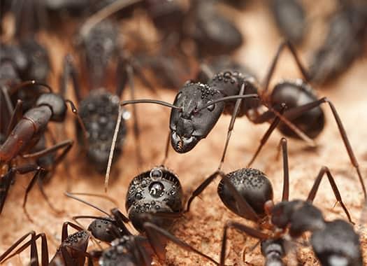 a large colony of black carpenter ants infesting a terre haute property