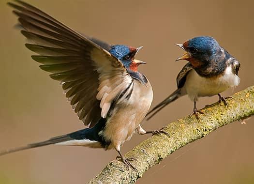 Why Barn Swallows Become A Problem In Spring