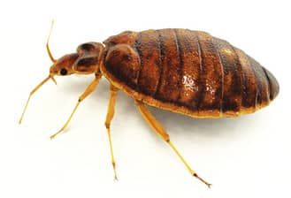 Bed bugs may be involved in disease transmission the bed bug