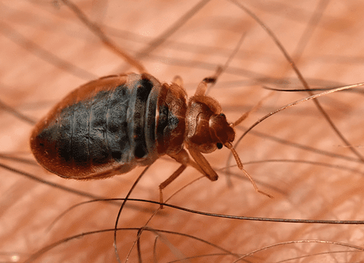 bed bug biting an owensboro resident