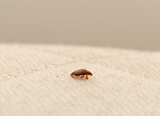 bed bug crawling on a blanket