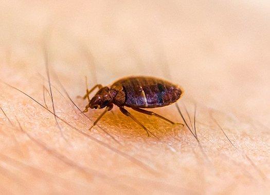 bed bug crawling on skin