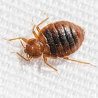 bed bug crawling on bed sheets