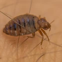 Bed bug history told by pest control professionals bed bug on human skin