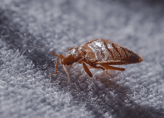 bed bug found in indianapolis home