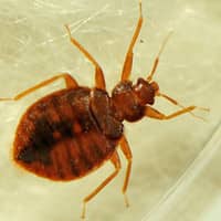 You Have Bed Bugs, Now Treat Them Professionally bed bug up close on an indianapolis bed