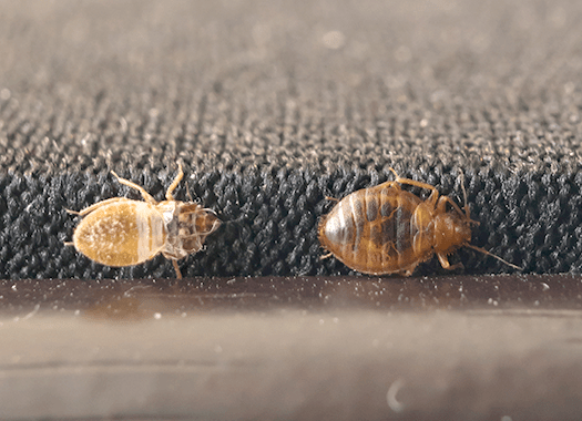 Bed Bugs Getting Ready For A Busy Travel Season