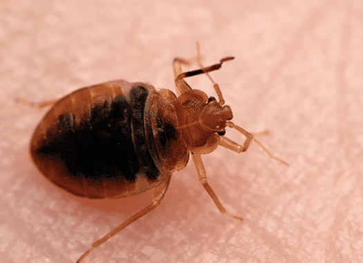bed bug found on skin