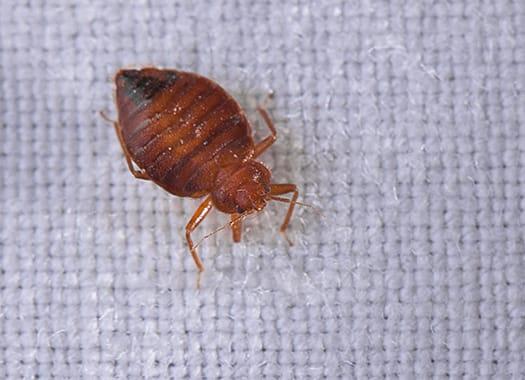 So, You've Discovered Your Louisville Home Has Bed Bugs; Now What?