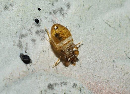 a bed bug infestation on furniture