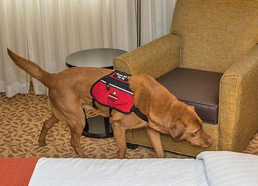 Learn About The Best Pest Control Options Available Today a trained k 9 inspecting a louisville hotel room for bed bugs