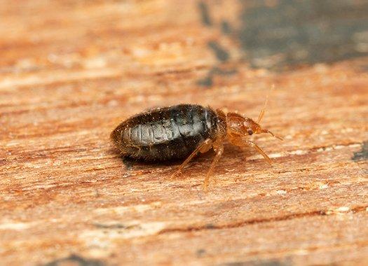 a bed bug looking for a blood meal