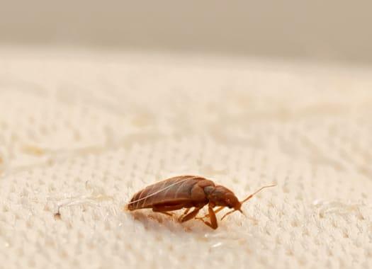 bed bug up close in terre haute home