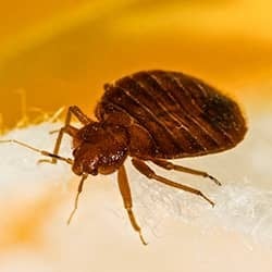 Learn More About Bed Bug Awareness Week And What It Means For Homeowners And Business Owners Alike bed bug crawling on bed in terre haute