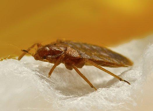 a bed bug crawling on fabric