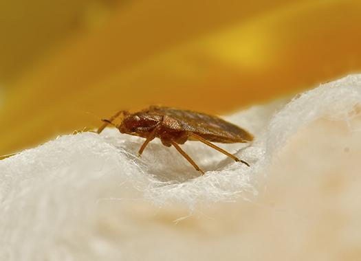 a bed bug on fleece fabric