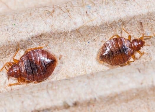 Professional Bed Bug Control For Homes & Businesses In IN  