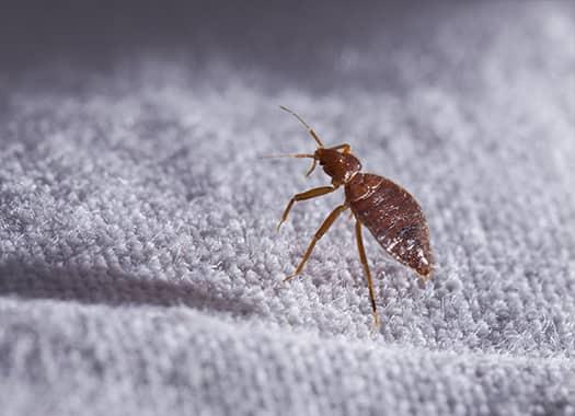 an adult bed bug scurrying along the white cotton sheets of a louisville residence linens
