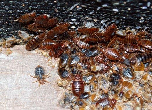 Get Rid Of Bed Bugs