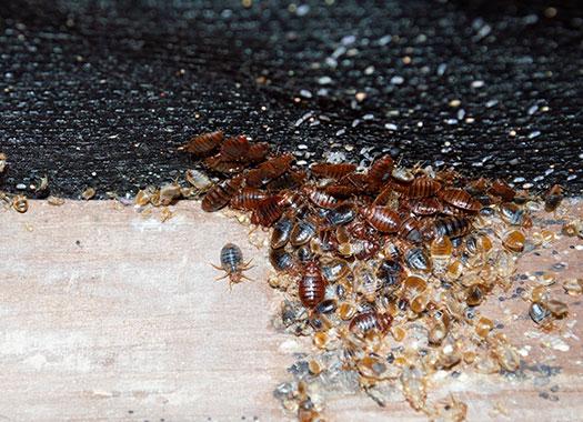 a bed bug infestation on a boxspring