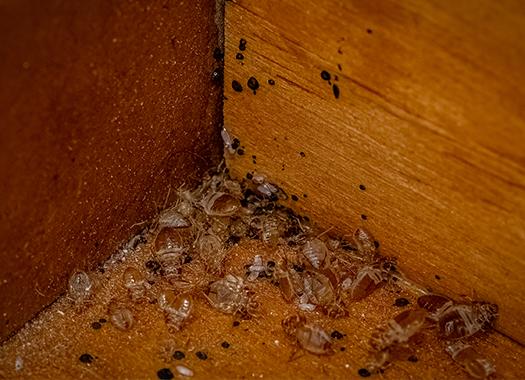 Bed Bug Control