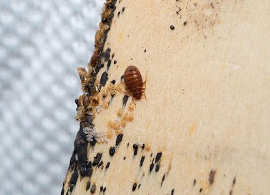 a bed bug and its filth on a mattress