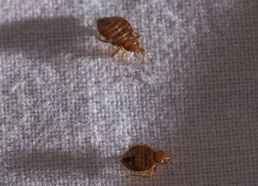 bed bugs on fabric