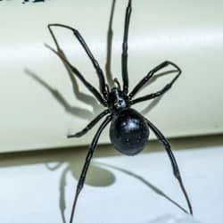 black widow spider crawling on pvc pipe