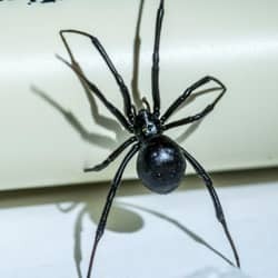 Learn More About Spiders In Louisville black widow spider crawling on pvc pipe