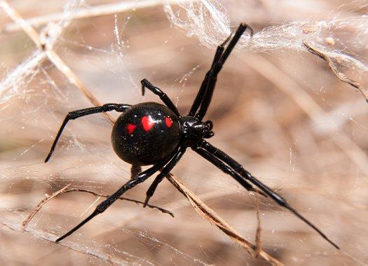 Can You Survive From A Black Widow Bite : WOLF SPIDER BITE PICTURES - Google Search | Spider bites ... : Hospital treatment is sometimes needed, but fatal bites are rare.