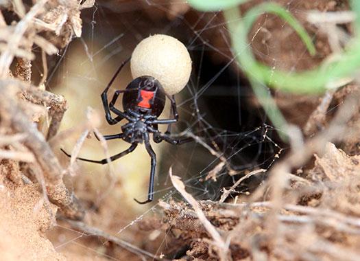 black widow spider in web