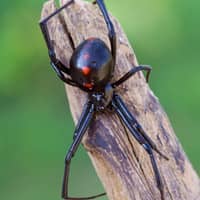 Black Widow Spiders Becoming A Problem For Louisville Residents black widow spider