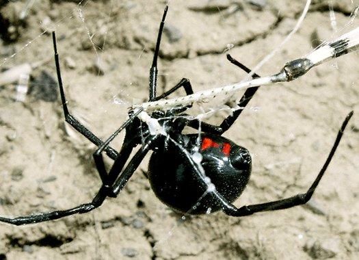 How Dangerous Are Black Widow Spiders | Black Widow Spider Bites