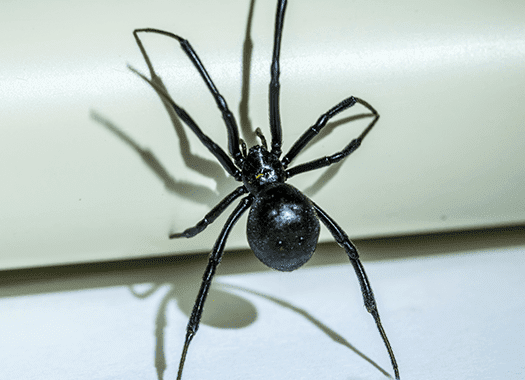 Learn How To Protect Your Family From Black Widow Spiders black widow spider in jasper home