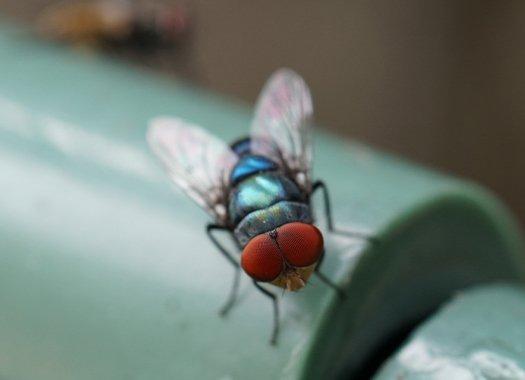 a blow fly on white surface