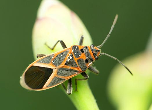 up close image of a box elder bug on a plant