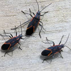 Preparing Your Home For Fall Pests Is An Important Step In Keeping Your Home Pest-Free boxelder bugs looking for winter shelter