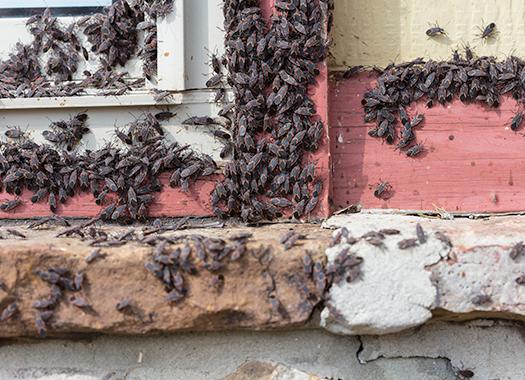 Learn More About Fall Pests boxelder bugs around a window