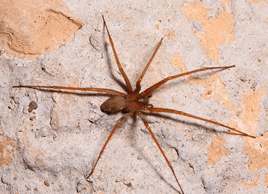 a brown recluse spider crawling on the wall of a home in lexington kentucky