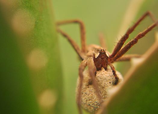 brown recluse spider on plant