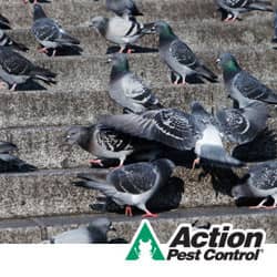 Learn how to protect your business from pest birds pest birds on the steps of an indiana business