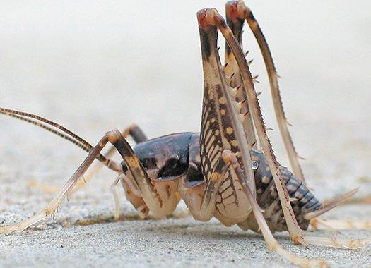 a camel cricket crawling on a kitchen floor