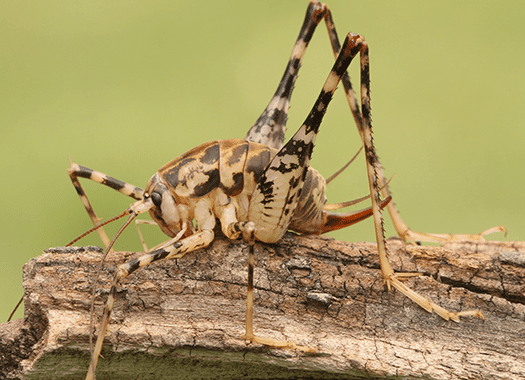 Are Camel Crickets Dangerous