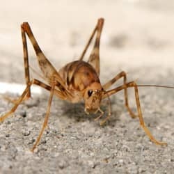 Growing Camel Cricket Problem