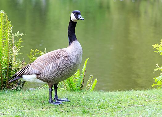 goose walking near water