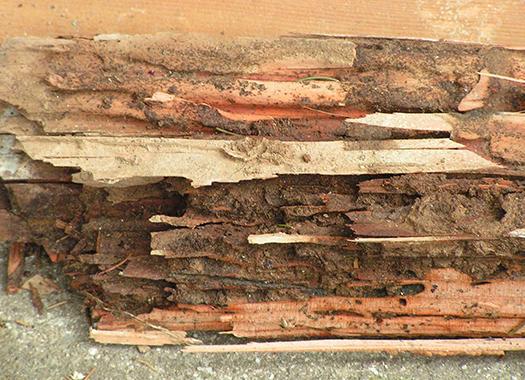 wood that has been damaged by carpenter ants