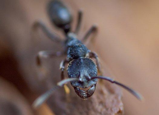 carpenter ants destroying wood in a home