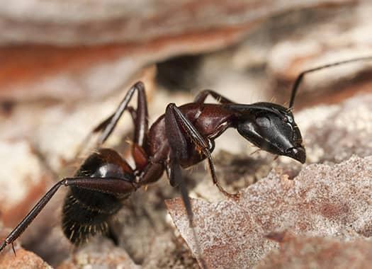Find Out How Action Can Help Protect Your Home From Termites And Carpenter Ants carpenter ants eating