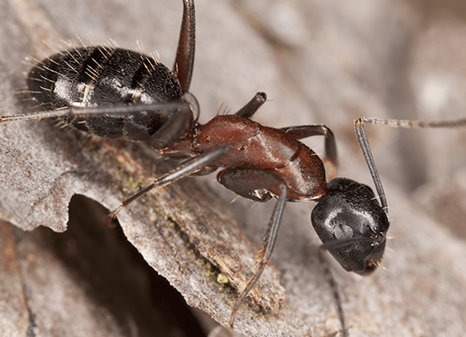 Learn How To Prevent Invading Ants This Summer carpenter ant on bark
